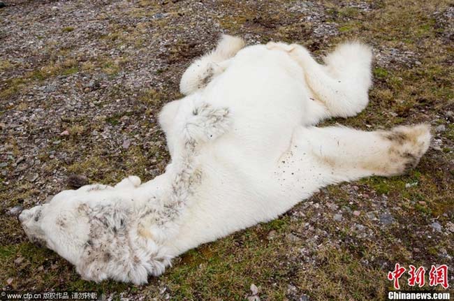 Một con gấu bắc cực “da bọc xương” – đó là hình ảnh báo động về hậu quả của sự nóng lên toàn cầu, diện tích băng Bắc Cực đã giảm xuống mức thấp nhất. Ảnh được chụp lại vào ngày 8/8 vừa qua.